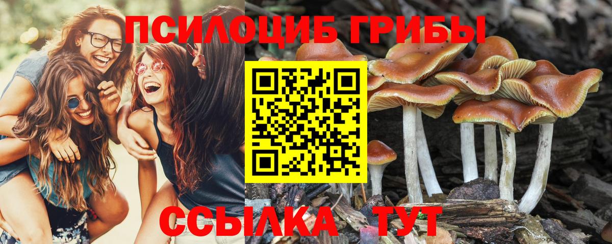 купить наркоту  Вход с VPN  Псилоцибиновые грибы Psilocybe  Батайск  Псилоцибиновые грибы GOLDEN TEACHER 